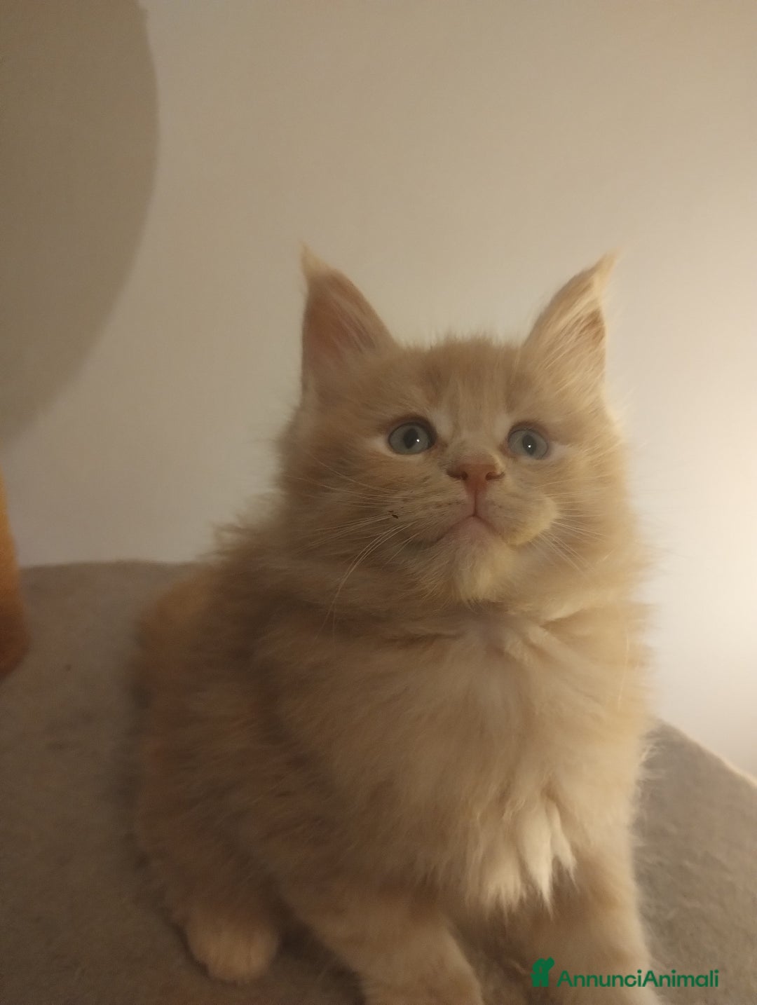 Maine Coon gatti in vendita: Maine coon cucciolo crema  - Annuncio 1