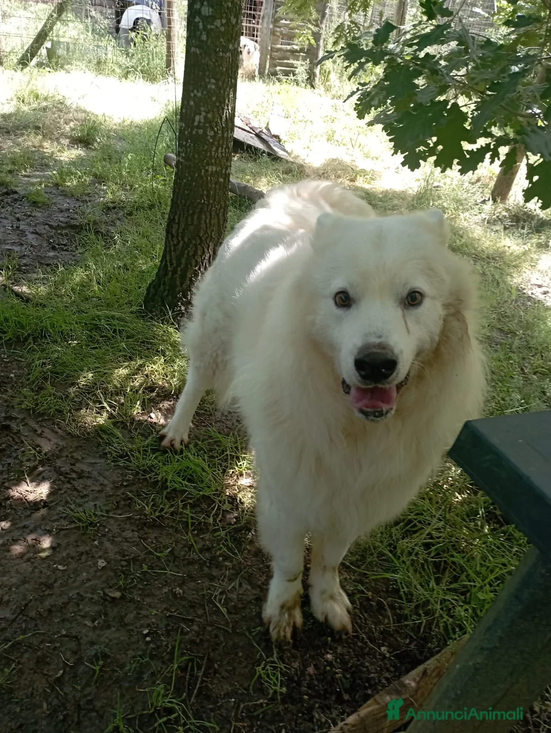 Meticcio cani in regalo: 3 anni, carattere splendido, bello e simpatico  - Annuncio 6