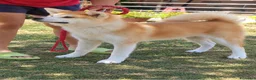 Akita Inu cani in vendita: Akita Inu femmina Rina da eccellenti linee FCI a Città metropolitana di Milano - Annuncio 5