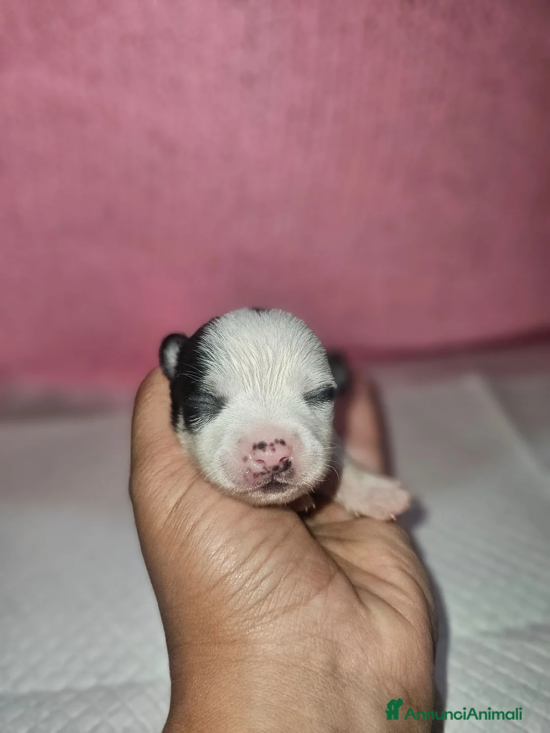 Chihuahua cani in vendita: Chihuahua toy pedigree Enci  a Provincia di Verona - Annuncio 13