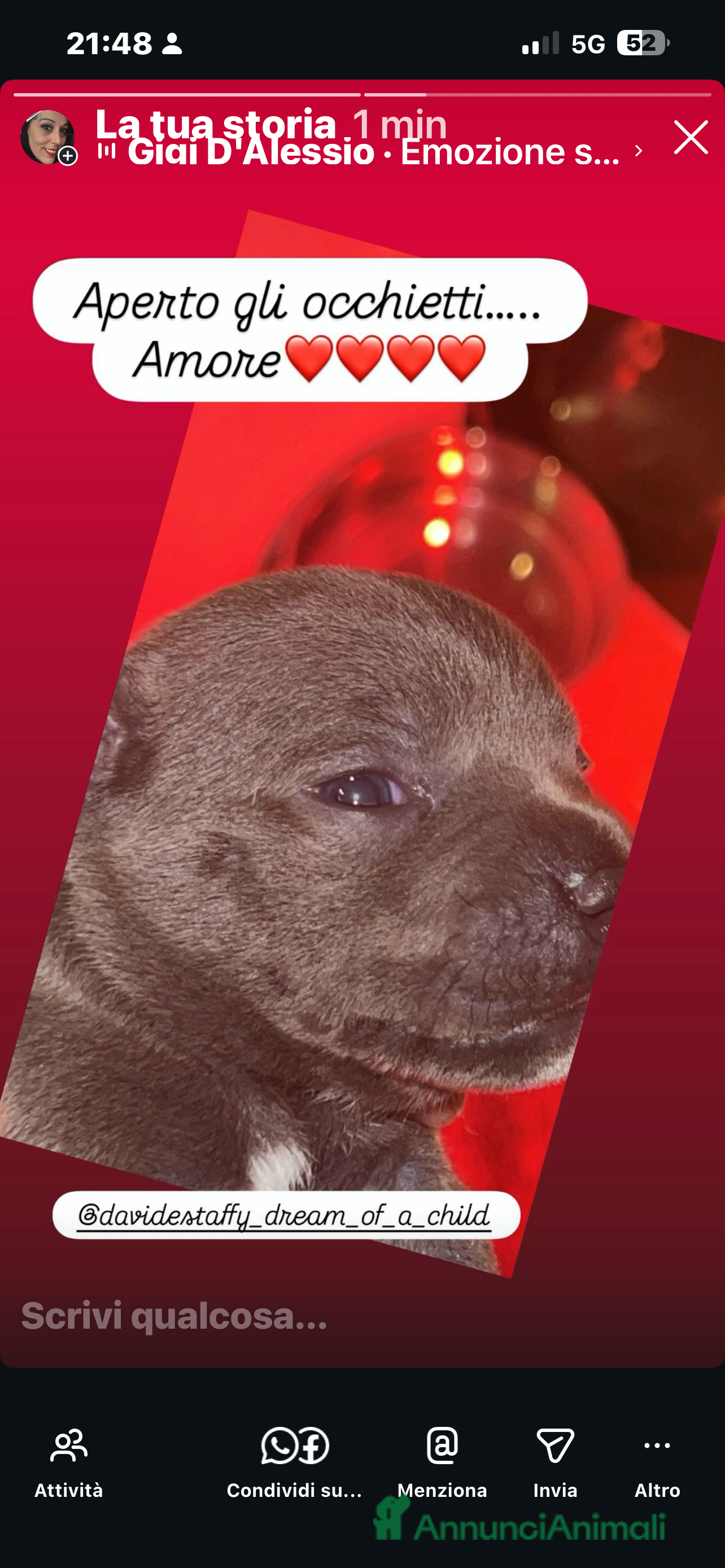 Staffordshire cani Staffordshire bull terrier  - Annuncio 2