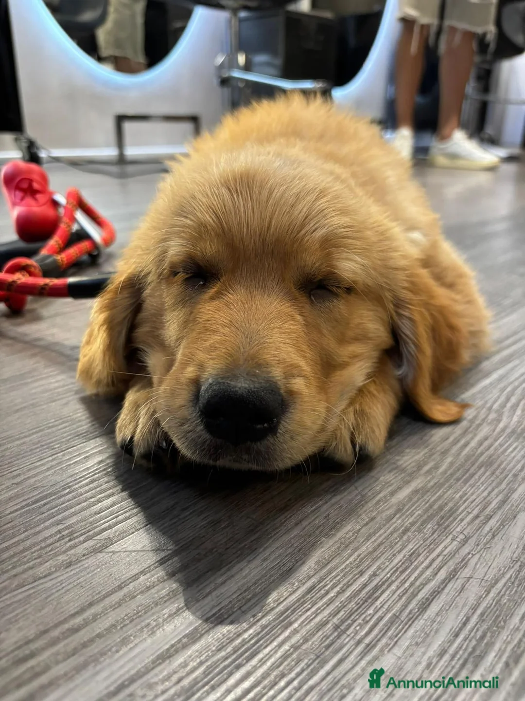 Golden Retriever cani in vendita: Golden retriever in vendita a Provincia di Grosseto - Annuncio 7