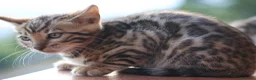 Bengala gatti in vendita: Cuccioli Bengala a Provincia di Cosenza - Annuncio 8