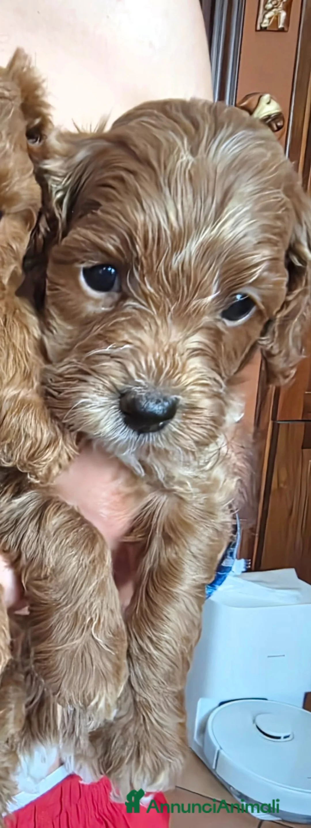 Barboncino Toy cani in vendita: Barboncino marrone cucciola a Città Metropolitana di Napoli - Annuncio 7