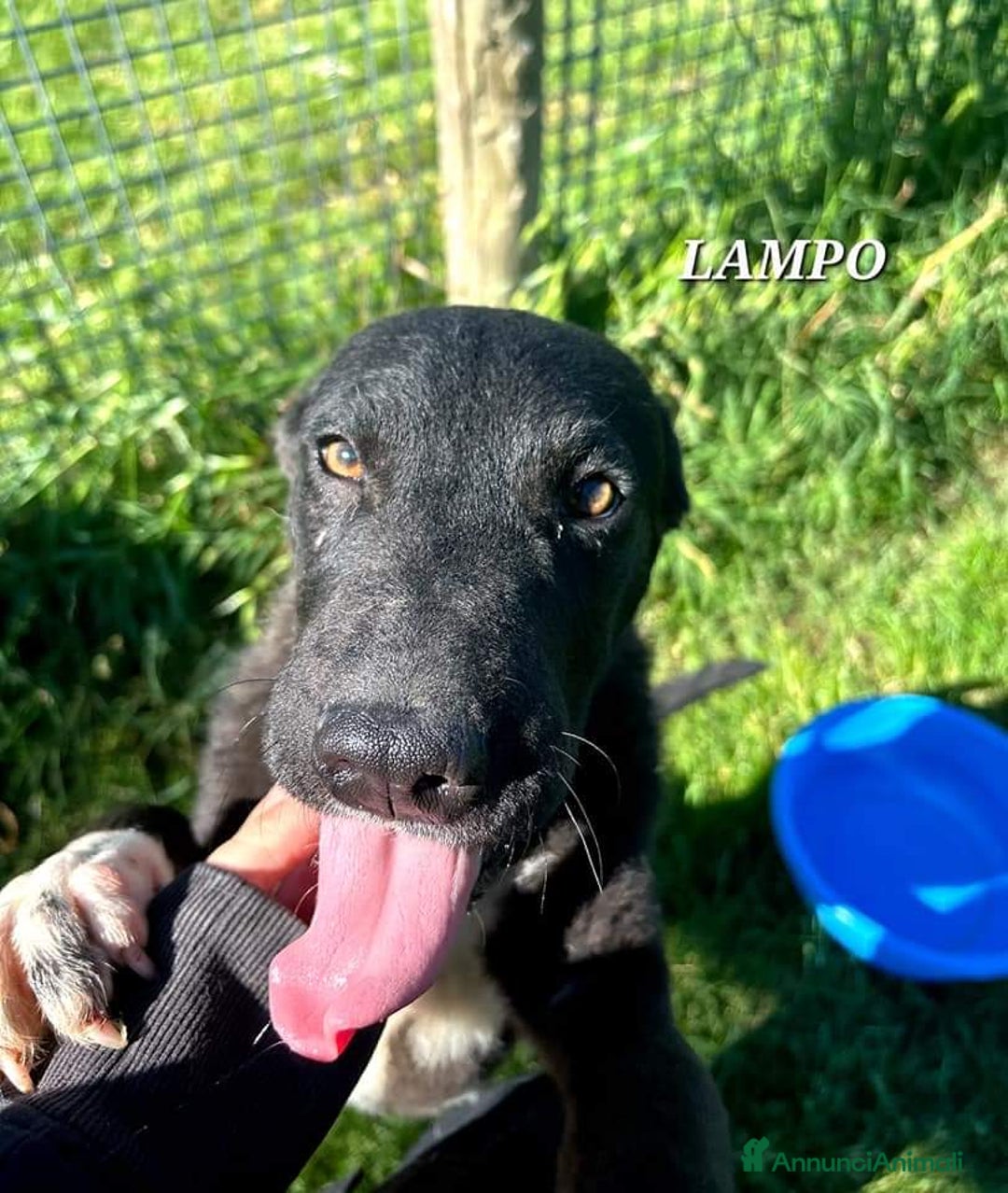 Meticcio cani in regalo: Lampo, simpaticissimo cucciolo a Provincia di Latina - Annuncio 5