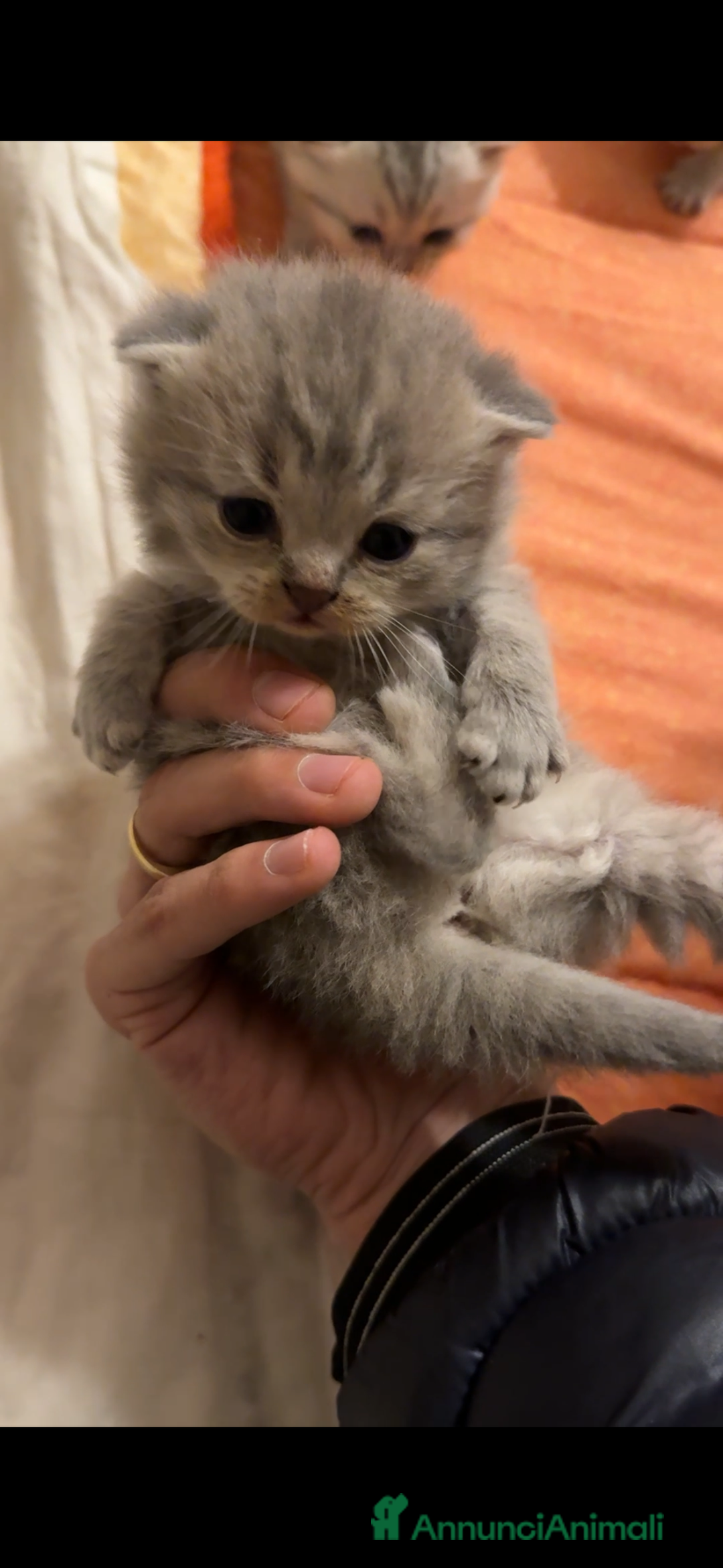 Scottish gatti in vendita: cuccioli SOTTISH FOLD - Annuncio 7