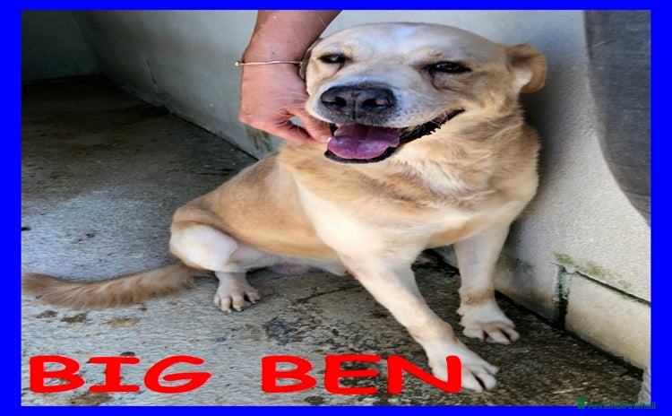 Meticcio cani BIG BENdolcissimo solare coccolone!tg grande - Annuncio 20
