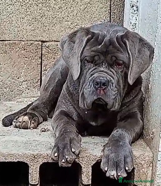 Mastino Napoletano cani Mastino napoletano  - Annuncio 1
