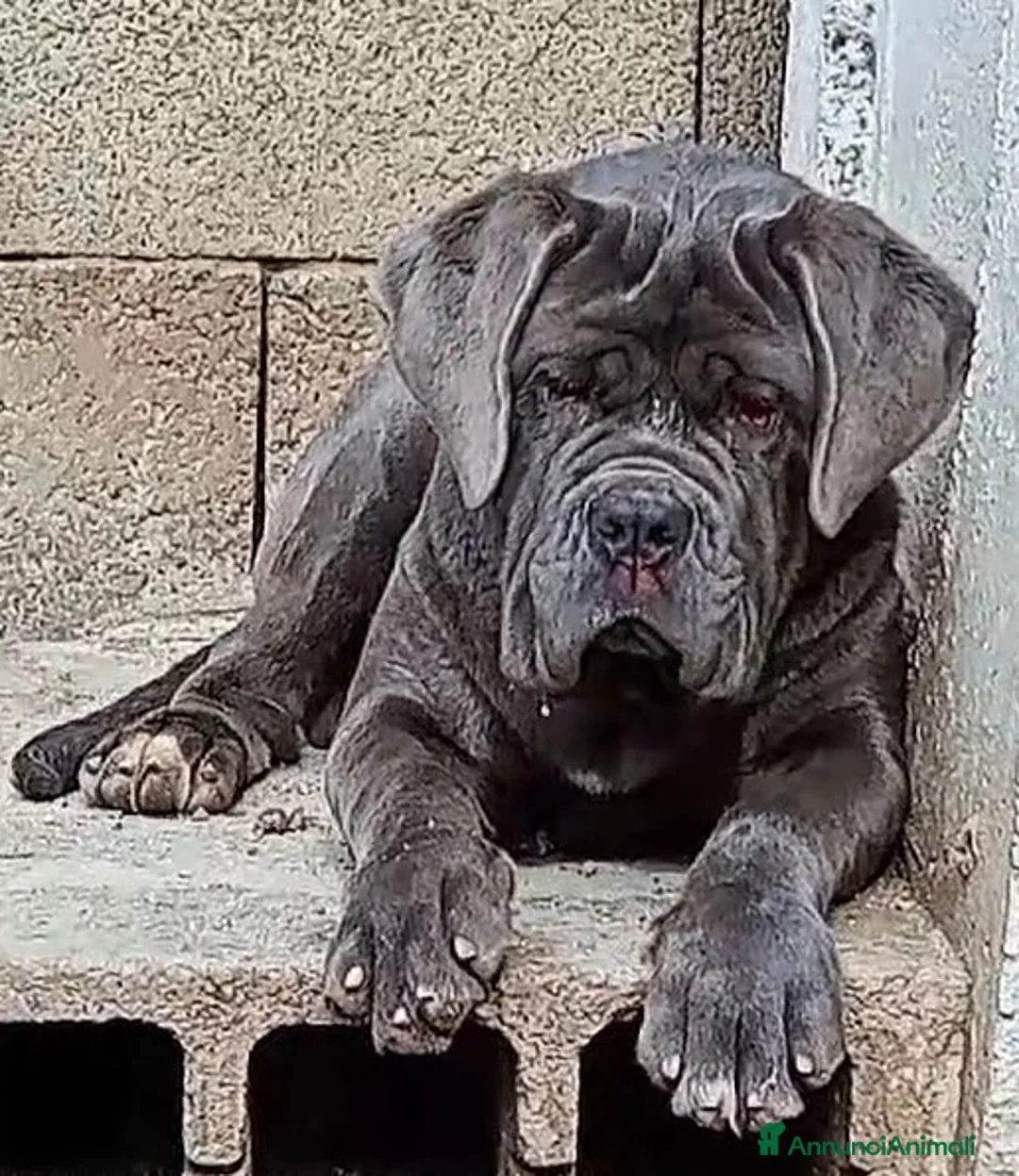 Mastino Napoletano cani in vendita: Mastino napoletano  a Provincia di Caserta - Annuncio 1