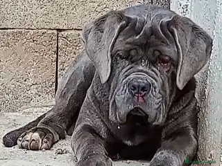 Mastino Napoletano cani Mastino napoletano - Annuncio 7