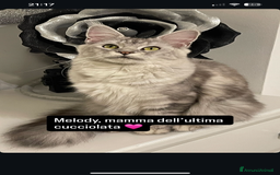 Maine Coon gatti in vendita: Cucciolata Maine coon - Immagine 13