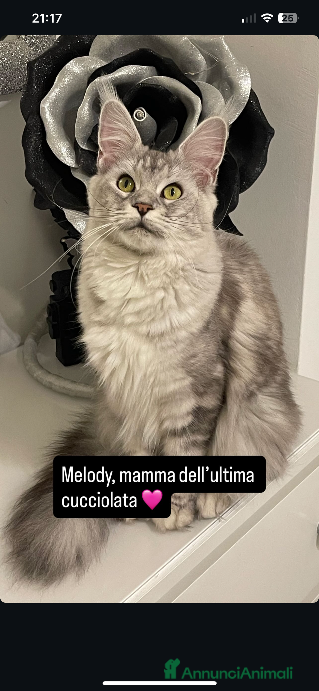 Maine Coon gatti in vendita: Cucciolata Maine coon - Immagine 13