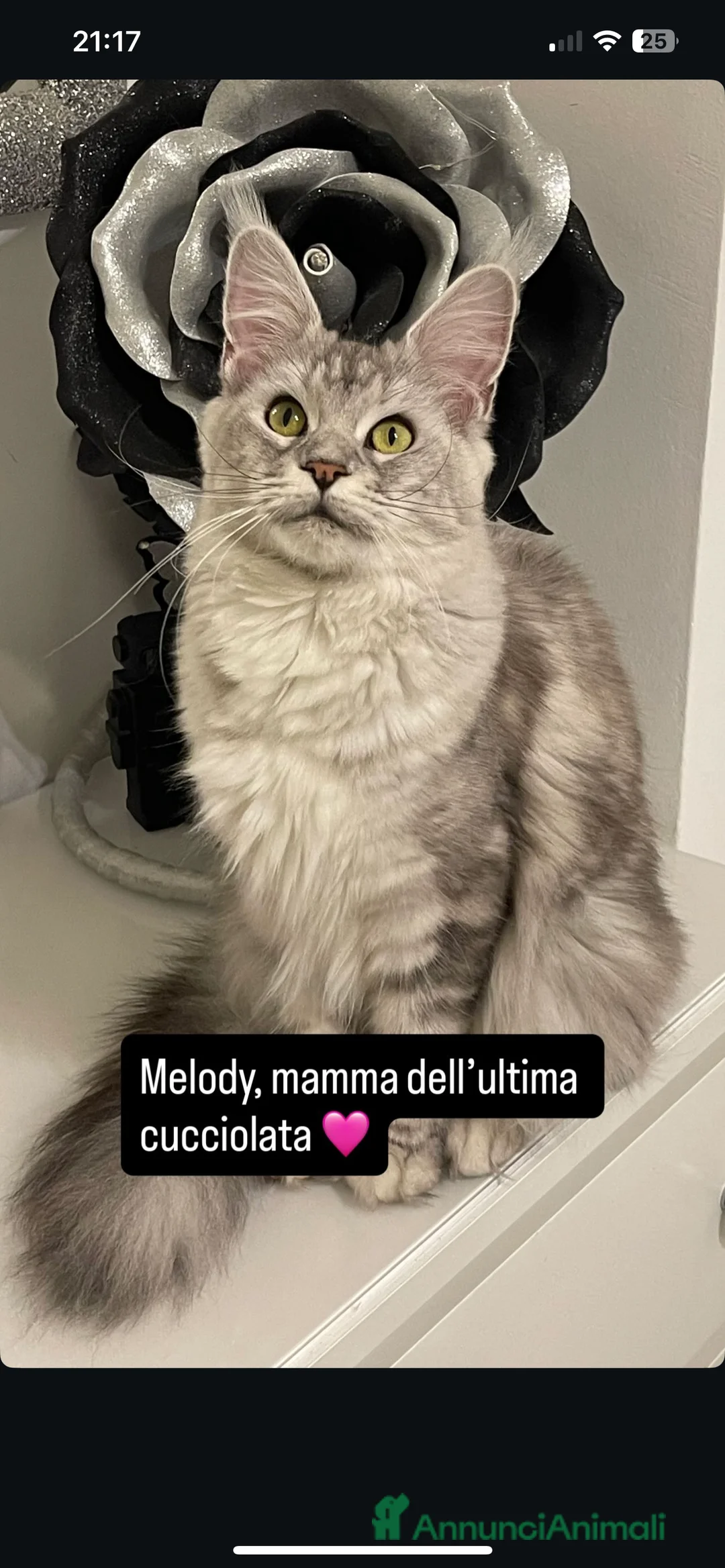 Maine Coon gatti in vendita: Cucciolata Maine coon - Annuncio 13