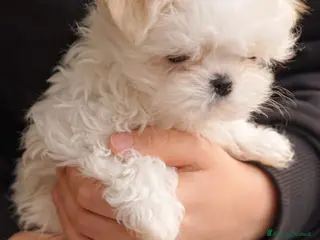 Maltese cani cuccioli linea coreana - Annuncio 15