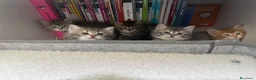 Siberiano gatti in vendita: Cucciolo gatto siberiano pedigree ENFI  - Annuncio 2