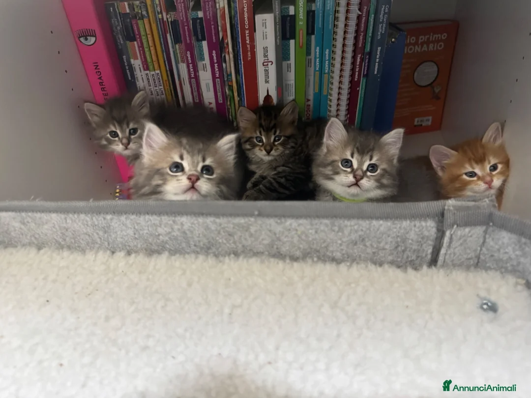 Siberiano gatti in vendita: Cucciolo gatto siberiano pedigree ENFI  - Annuncio 2