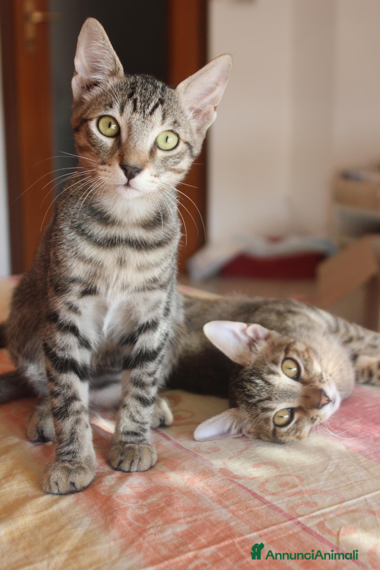 Europeo gatti FRATELLINI TIGRATI DOLCISSIMI 4 MESI  - Annuncio 18
