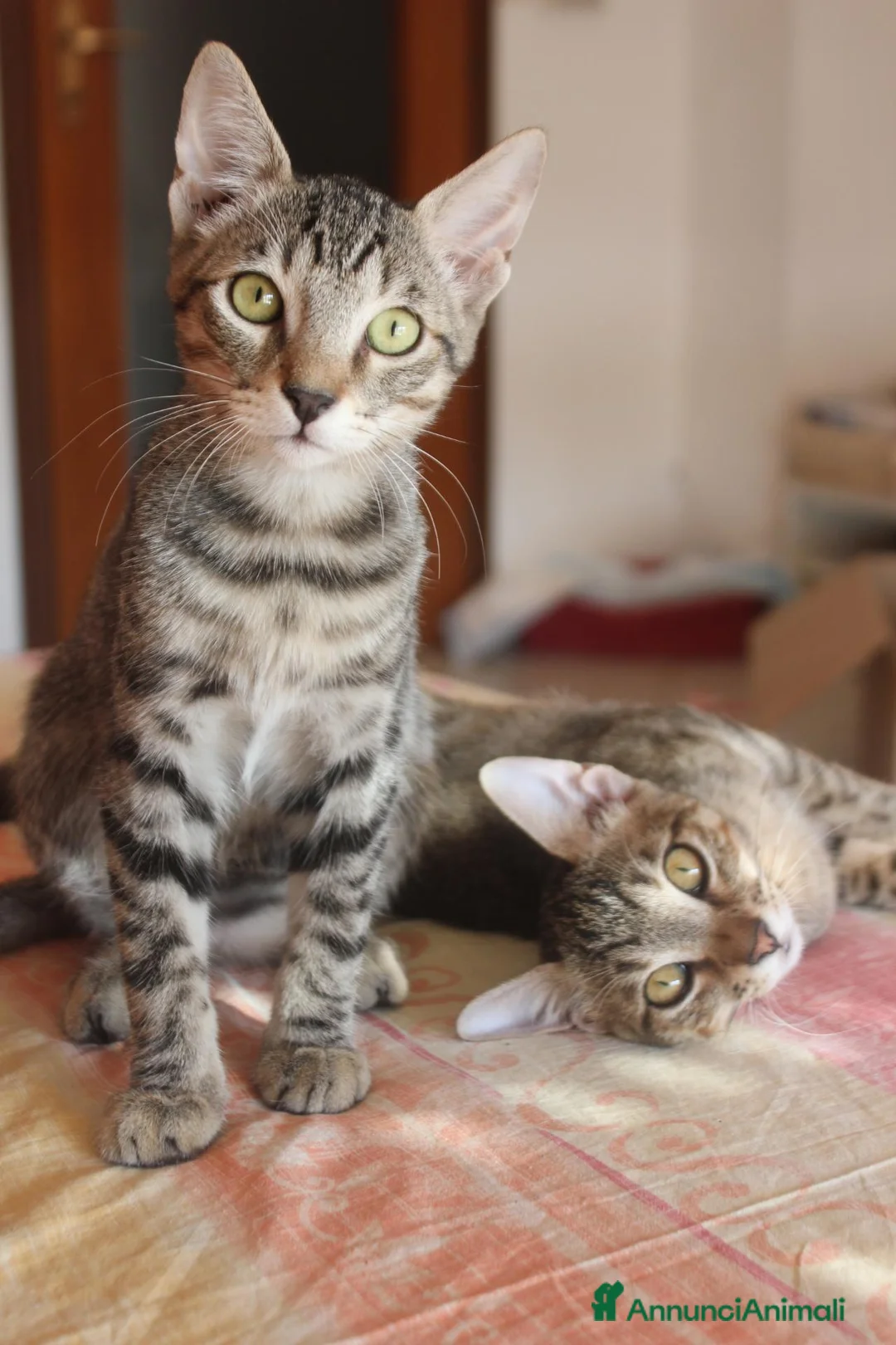 Europeo gatti in regalo: FRATELLINI TIGRATI DOLCISSIMI 4 MESI  - Annuncio 1
