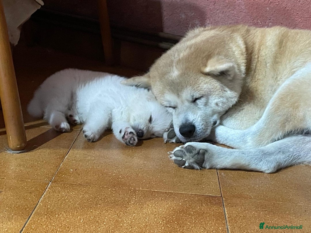 Akita Inu cani in vendita: 🌸 Hime Sakura cerca una famiglia 🌸 a Città Metropolitana di Torino - Immagine 19