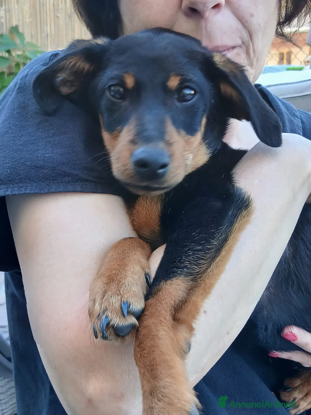 Meticcio cani in regalo: Pulcina - Annuncio 6