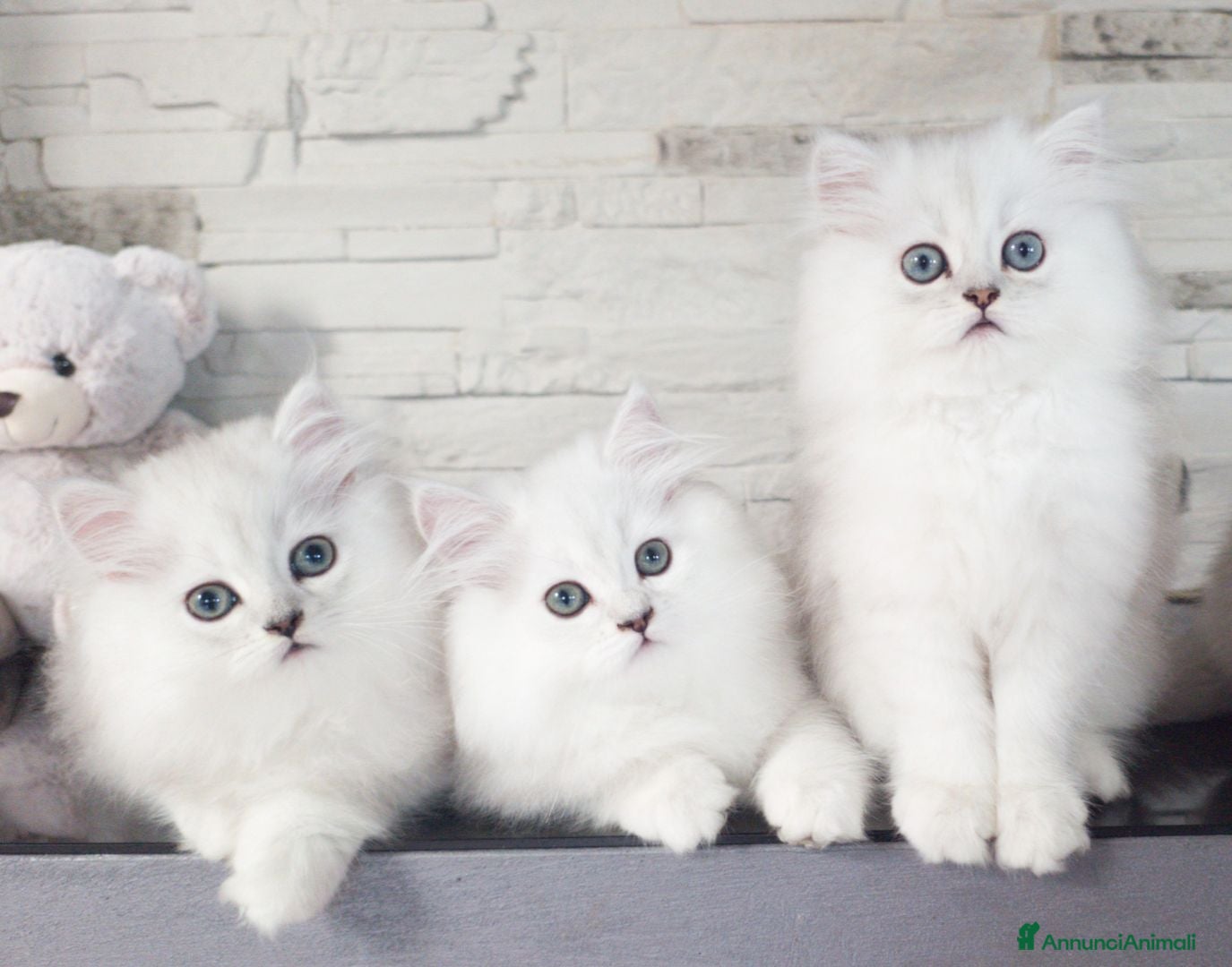 Persiano gatti Cucciolo gatto persiano _ VACCINATI - Annuncio 3