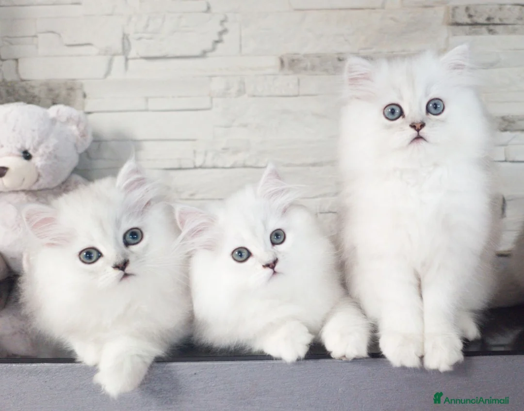 Persiano gatti in vendita: Cucciolo gatto persiano _ VACCINATI a Provincia di Padova - Annuncio 1