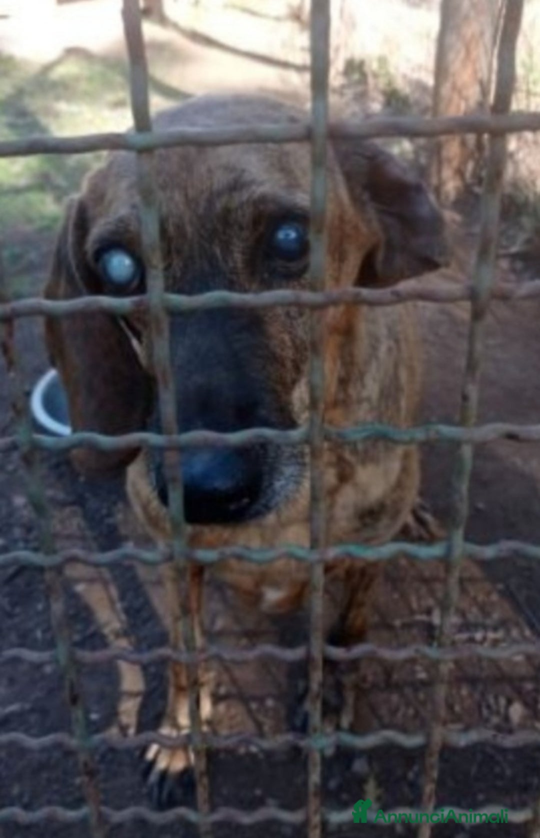 Segugio cani in regalo: Segugio adulto DIVENTATO CIECO IN CANILE!! LAZIO a Città metropolitana di Milano - Annuncio 2