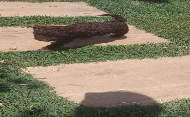 Lagotto cani a Provincia dell'Aquila - Annuncio 5