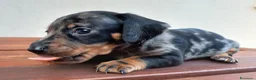 Bassotto cani in vendita: Bassotti pelo corto - Annuncio 4