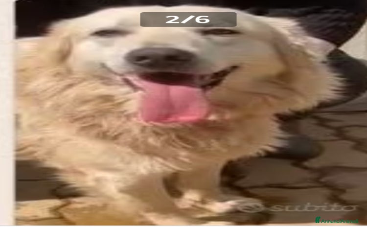 Meticcio cani a Città metropolitana di Milano - Annuncio 12