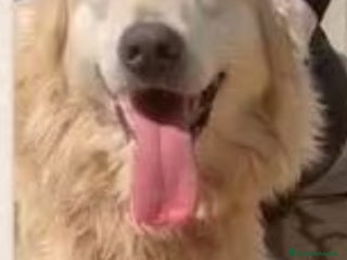 Meticcio cani Mix Golden 6anni ENTRATO CUCCIOLO IN BOX.CALABRIA a Città metropolitana di Milano - Annuncio 6