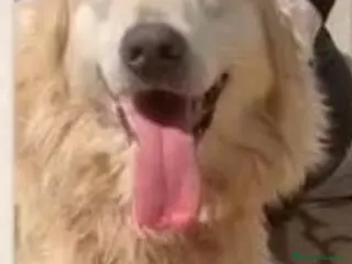 Meticcio cani Mix Golden 6anni ENTRATO CUCCIOLO IN BOX.CALABRIA a Città metropolitana di Milano - Annuncio 6