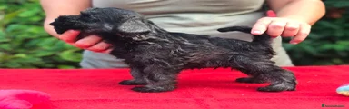 Mini Schnauzer 2