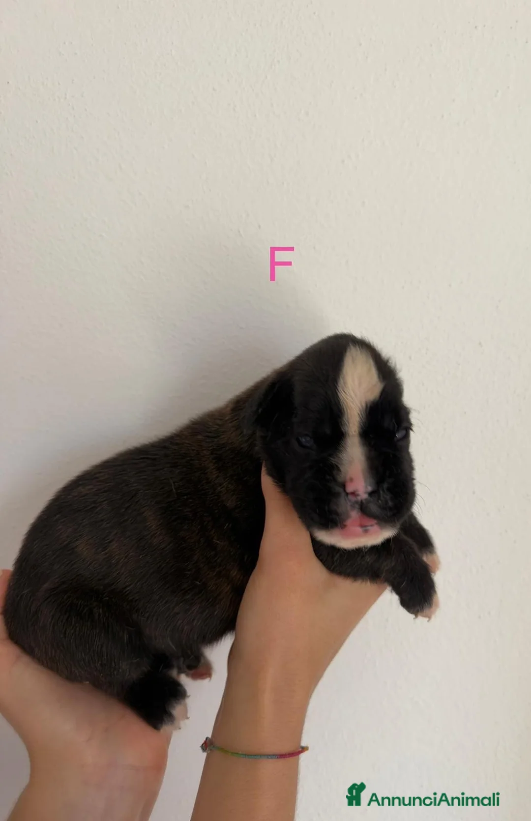 Boxer cani in vendita: Cuccioli di boxer a Provincia di Padova - Annuncio 5