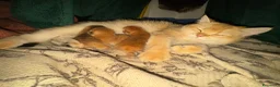 Scottish gatti in vendita: Cuccioli Scottish Straight Golden Pedigree ENFI a Città metropolitana di Milano - Annuncio 17
