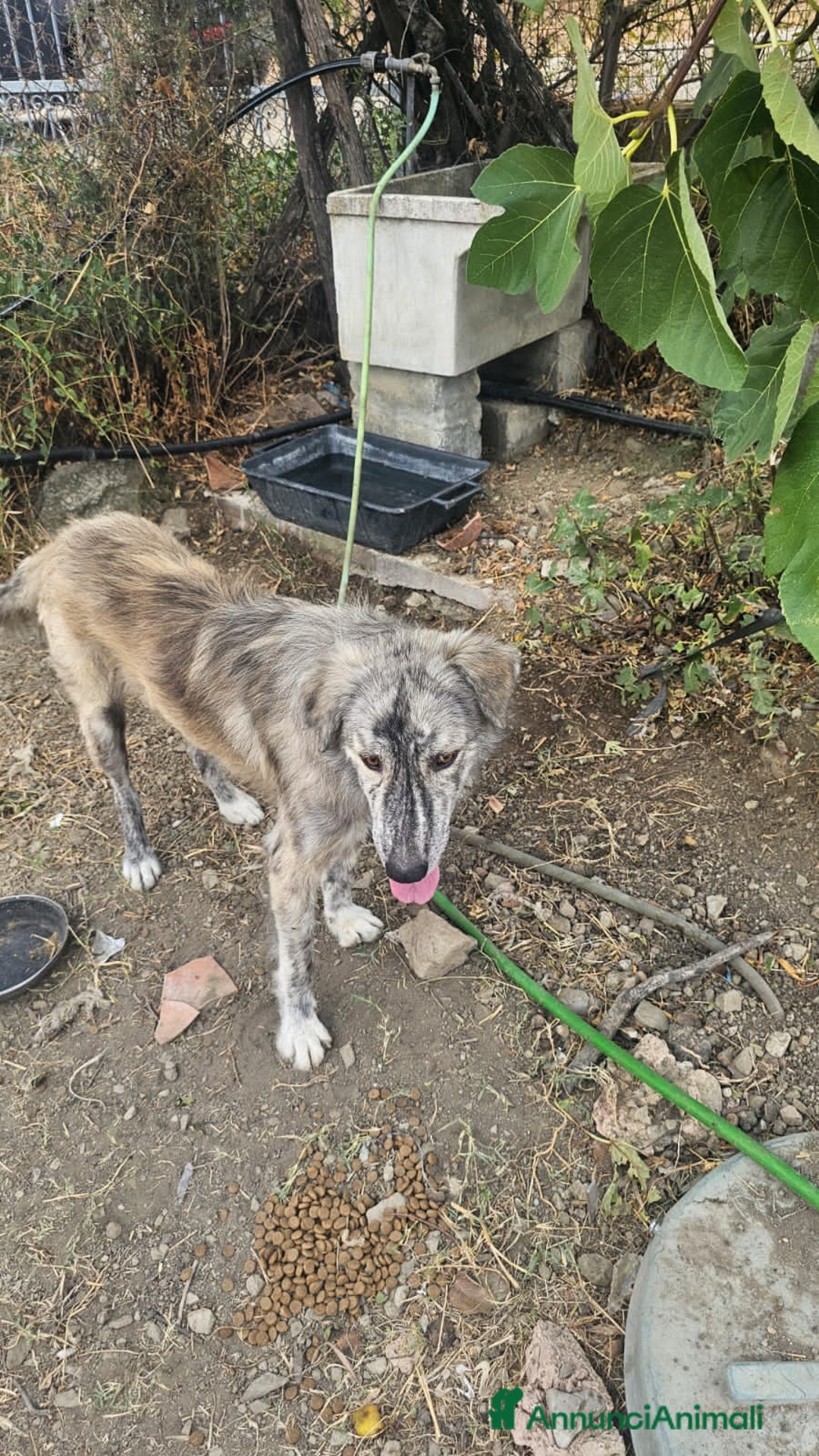 Altre razze cani in regalo: bricco - Immagine 1