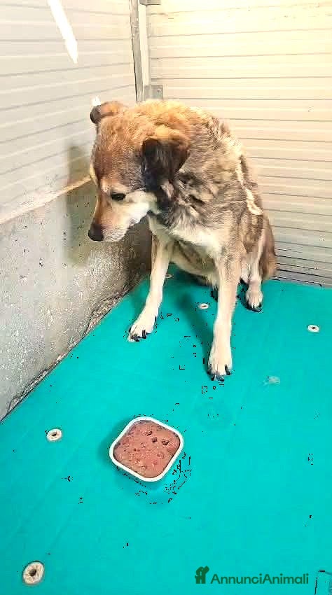 Meticcio cani ADOZ.DEL💔:vive in quell’angolo,trema,dimenticata - Annuncio 10