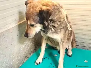 Meticcio cani ADOZ.DEL💔:vive in quell’angolo,trema,dimenticata - Annuncio 10