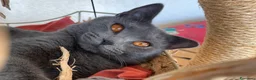 Certosino gatti in vendita: Cucciole femmine chartreux  - Annuncio 8