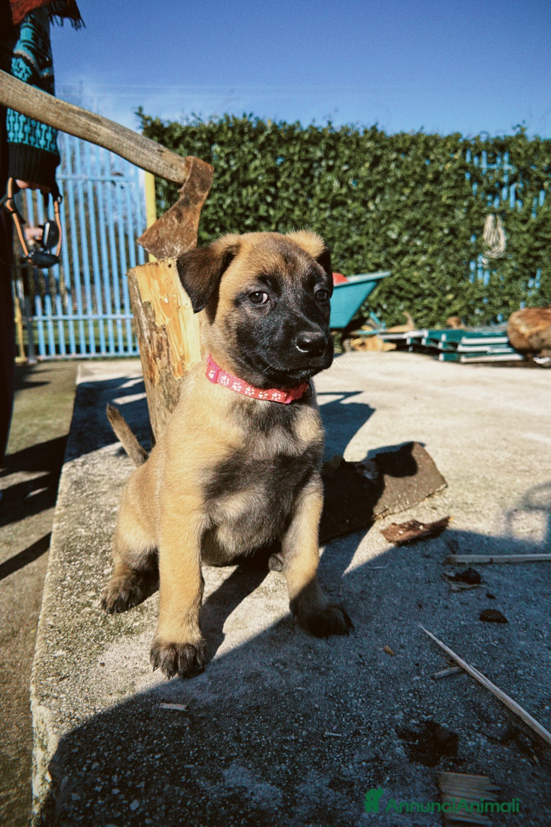 Pastore Belga cani in vendita: Cuccioli pastore belga Malinois  - Annuncio 5