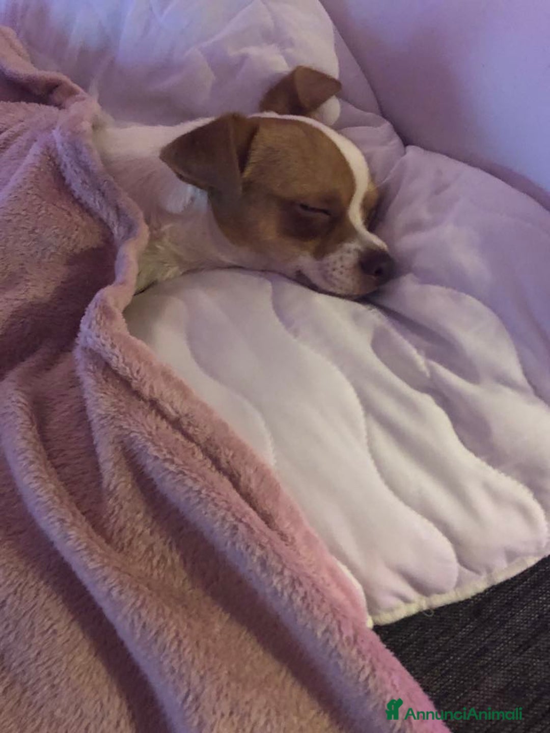 Chihuahua cani in vendita: Vendo cucciolo di un anno chivava - Annuncio 2