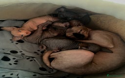 Sphynx gatti in vendita: SPHYNX  - Immagine 3