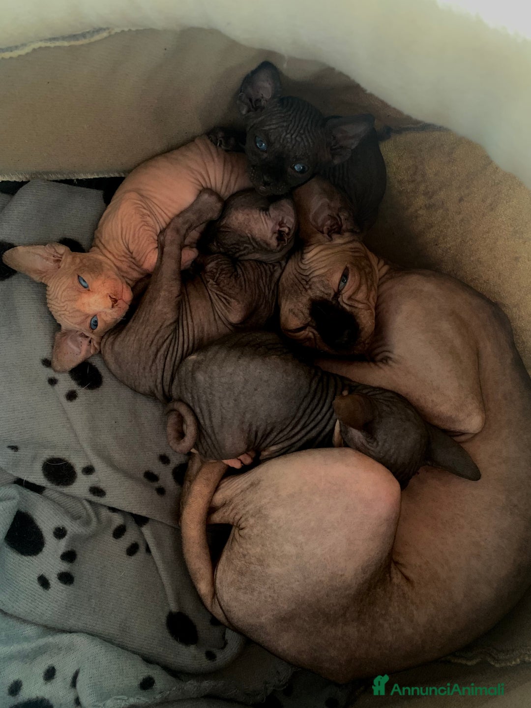 Sphynx gatti in vendita: SPHYNX  - Immagine 3