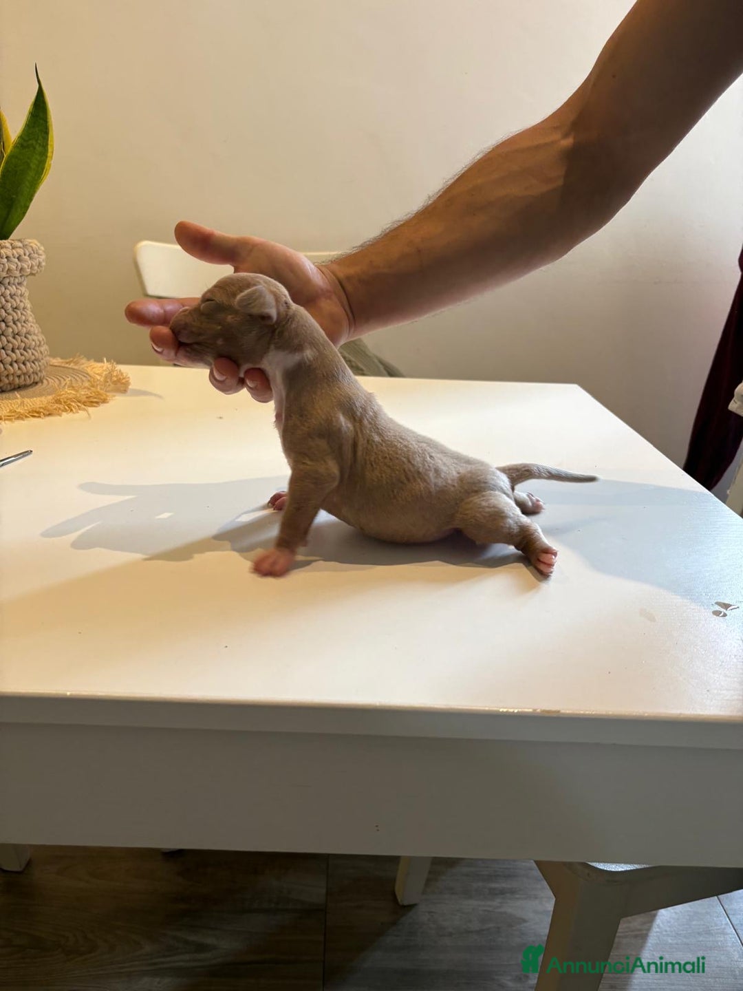 American Bully cani in vendita: American bully xl - Annuncio 10