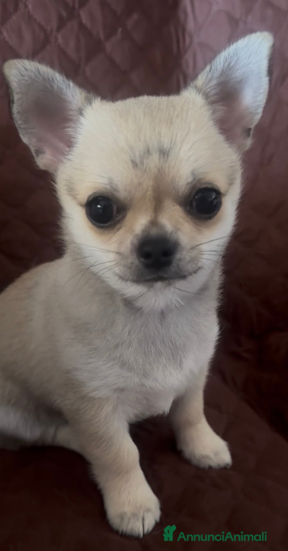 Chihuahua cani Cucciola di chihuahua pelo corto pedigree ENCI  - Annuncio 6