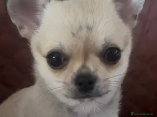 Chihuahua cani Cucciola di chihuahua pelo corto pedigree ENCI - Annuncio 6