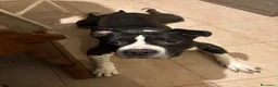 American Staffordshire cani in regalo: amstaff maschio di 9 anni regalo a Città Metropolitana di Torino - Annuncio 3