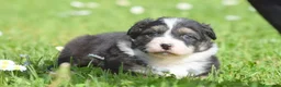 Australian Shepherd cani in vendita: AUSTRALIAN SHEPHERD a Provincia di Padova - Annuncio 36