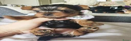 Yorkshire cani in vendita: Cuccioli di Yorkshire Terrier in Ottima Salute - Annuncio 4