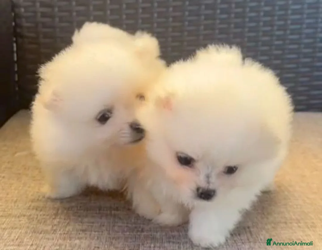 Volpino Pomerania cani in vendita: Volpino Pomerania  - Annuncio 2